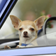 A chihuahua that isn’t Prancer waiting in a car, yearning for its own viral internet fame.